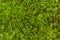 Green soft moss background