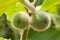 Green Solanum Torvum Sw