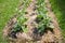 green solanum virginianum plants in nature garden