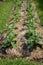 Green solanum virginianum plants in nature garden