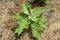 Green solanum virginianum plants in nature garden