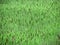 Green solid field in the form of a background of reeds. Growing reed texture for decoration and design