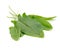 Green Sorrel Leaves on White Background