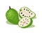 Green soursop fruit vector design  whole fruit and half. Sweet fresh fruit in tropical