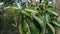 Green soursop laves or Prickly Custard Apple. Annona muricata L., graviola, guyabano, guanÃ¡bana. Plant for Treatment of carcinom
