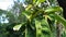 Green soursop laves or Prickly Custard Apple. Annona muricata L., graviola, guyabano, guanÃ¡bana. Plant for Treatment of carcinom