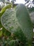 green soursop leaf with beautiful raindrop pattern