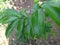 Green soursop leaves on a soursop tree