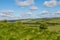 A Green South Downs Landscape