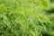 Green Southernwood Artemisia Abrotanum Plant
