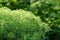Green Southernwood (Artemisia Abrotanum) Shrub