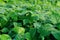 Green soya bean plants in growth