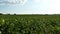Green Soybean field in Brazil