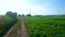 The green soybean field, Ukraine