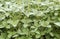 Green soybean plants close-up shot, mixed organic and gmo.