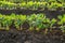 Green soybean plants close-up shot, mixed organic and gmo.