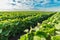 Green soybean plants close-up shot, mixed organic and gmo.