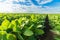 Green soybean plants close-up shot, mixed organic and gmo.