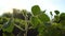 Green soybean plants close-up. Soya bean growing on plantation