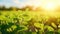 Green soybean plants growing in the field at sunset. Agricultural background. Generative AI