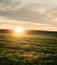 green soybeans, hills in the evening warm rays of the sunset