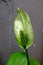 Green Spathiphyllum on blur background
