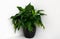 Green spathiphyllum flower in a black pot on a white background