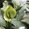 Green Spathiphyllum is a genus of about 47 species of monocotyledonous flowering plants in the family Araceae, Spathiphyllum is