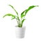 Green spathiphyllum plant in a pot isolated on white background