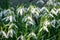 Green speckled snowdrops in sunshine