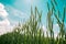 Green spelt wheat crops growing in cultivated field