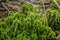 Green Sphagnum moss on the Tara mountain in Serbia