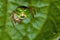 Green spider Araniella cucurbitina, close-up of the buttocks