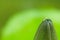 Green spider with lotus Blurred or blur soft focus, Spider on a lotus leaf blur background,Close-up Green spider on a lotus