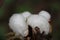 Green spider on snow-white cotton