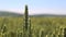 Green spike in the field in Sunny weather on the background of a blurred field of wheat. Background