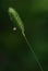 Green spike of grass macro