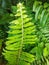 Green spike leaf pose with rustic nature style in West Kalimantan, Indonesia 3