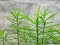 Green spike leaves in concrete background