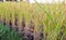 Green spike rice field in rice farm for background (selected focus)
