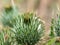 Green spike spike spiky close up milk thistle bud detail