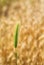 Green spike of wild grain on a yellow blurred background