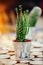 Green spiked potted cactus