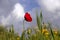 Green spikelet of wheat, flower and buds of red poppies on a background of yellow flowers and a blue sky with clouds