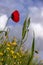 Green spikelet of wheat, flower and buds of red poppies on a background of yellow flowers and a blue sky with clouds