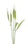 Green spikelets of barley on white background