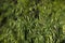 Green spikelets of oats in the field, raw grains of seed oats. Grass plant