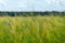 Green spikelets of wheat close-up against the background of the forest and the blue sky. Ecological agriculture. Cultivation of