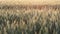 Green spikelets of wheat sway in the light breeze against the background of bright sunlight