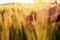 Green spikelets in the woman palms against the background of a field in the rays of the setting sun . Organic farming concept.